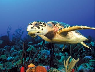 turtle bonaire